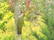 (2007-10) Aux couleurs de l'automne